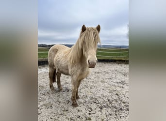 Icelandic Horse, Mare, 14 years, 13,2 hh, Perlino