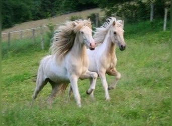 Icelandic Horse, Mare, 14 years, 13,2 hh, Perlino