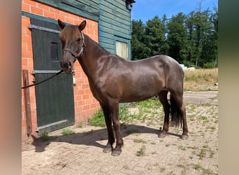 Icelandic Horse, Mare, 14 years, 13.2 hh, Roan-Blue Icelandic Horse, Mare, 14 years, 13.2 hh, Roan-Blue