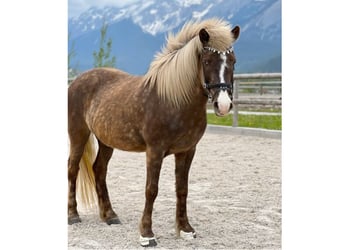 Icelandic Horse, Mare, 14 years, 13.3 hh