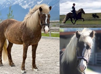 Icelandic Horse, Mare, 14 years, 13.3 hh