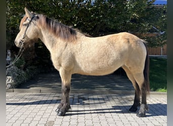 Islandpferd, Stute, 14 Jahre, 13,3 hh