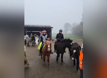 Icelandic Horse, Mare, 14 years, 13 hh, Chestnut-Red