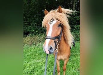 Icelandic Horse, Mare, 14 years, 13 hh, Chestnut-Red