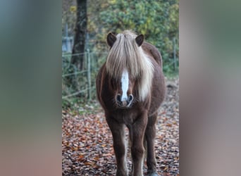 Icelandic Horse, Mare, 14 years, 13 hh, Chestnut-Red