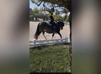 Icelandic Horse Mix, Mare, 14 years, 13 hh, Pinto