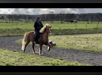 Icelandic Horse, Mare, 14 years, 13,1 hh, Chestnut-Red