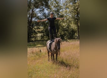 Icelandic Horse, Mare, 14 years, 13,1 hh