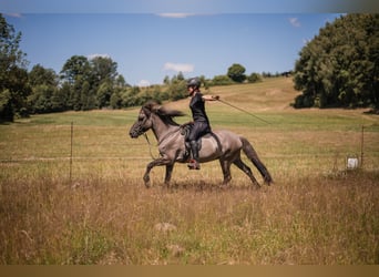 Icelandic Horse, Mare, 14 years, 13,1 hh