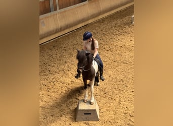 Icelandic Horse, Mare, 14 years, 13,1 hh, Pinto