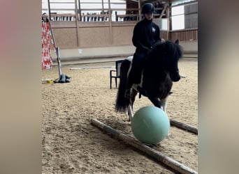 Icelandic Horse, Mare, 14 years, 13,1 hh, Pinto