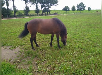 Icelandic Horse, Mare, 14 years, 13,3 hh, Brown