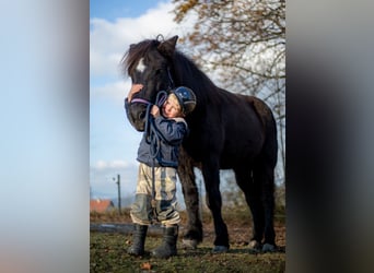 Icelandic Horse, Mare, 14 years, 14 hh, Black