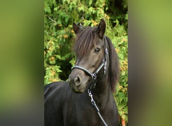 Icelandic Horse, Mare, 14 years, 14 hh, Black