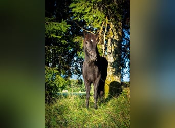 Icelandic Horse, Mare, 14 years, 14 hh, Black