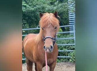 Icelandic Horse, Mare, 14 years, 14 hh, Chestnut-Red