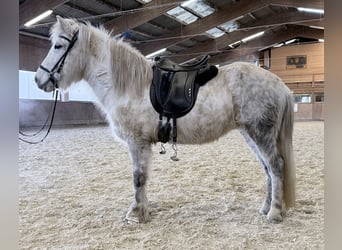 Icelandic Horse, Mare, 14 years, 14 hh, Grey