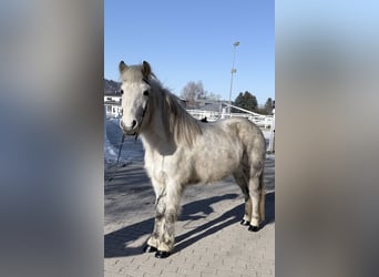 Icelandic Horse, Mare, 14 years, 14 hh, Grey