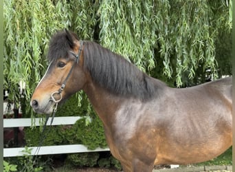 Icelandic Horse, Mare, 14 years, 14,1 hh, Brown