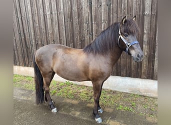 Icelandic Horse, Mare, 14 years, Bay-Dark