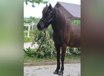 Icelandic Horse, Mare, 14 years, Black