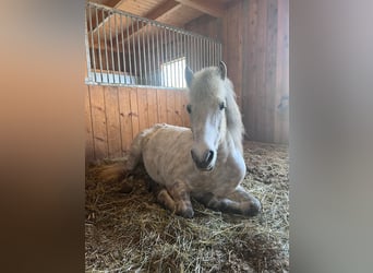 Icelandic Horse, Mare, 14 years, Brown Falb mold