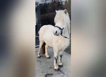 Icelandic Horse, Mare, 15 years, 12,3 hh, Gray