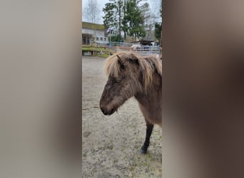 Icelandic Horse, Mare, 15 years, 13.1 hh, Dun