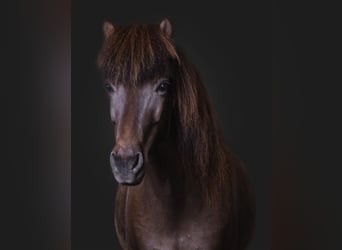 Icelandic Horse, Mare, 15 years, 13.1 hh, Smoky-Black