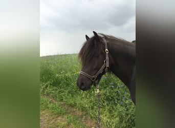 Icelandic Horse, Mare, 15 years, 13.2 hh, Black