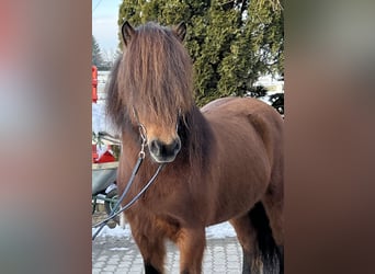 Icelandic Horse, Mare, 15 years, 13.2 hh, Brown