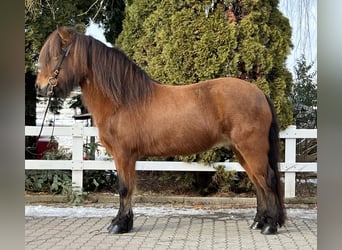 Icelandic Horse, Mare, 15 years, 13.2 hh, Brown