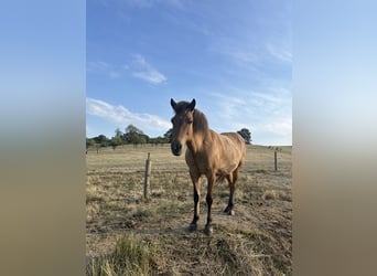 Icelandic Horse, Mare, 15 years, 13.2 hh, Brown