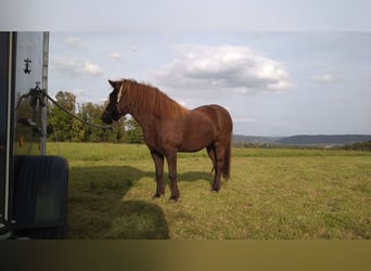 Icelandic Horse, Mare, 15 years, 13.2 hh, Chestnut