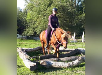 Icelandic Horse Mix, Mare, 15 years, 13.2 hh