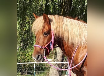 Icelandic Horse Mix, Mare, 15 years, 13.2 hh