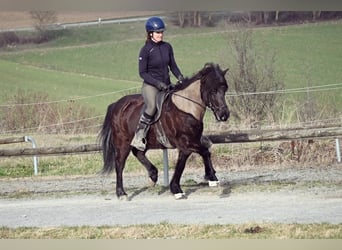 Icelandic Horse, Mare, 15 years, 13.3 hh, Black