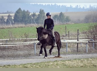 Icelandic Horse, Mare, 15 years, 13.3 hh, Black