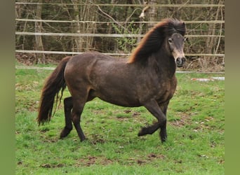 Icelandic Horse, Mare, 15 years, 13.3 hh, Buckskin