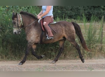 Icelandic Horse, Mare, 15 years, 13,3 hh, Buckskin