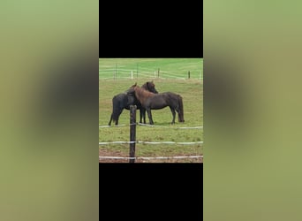 Icelandic Horse, Mare, 15 years, 13 hh, Smoky-Black