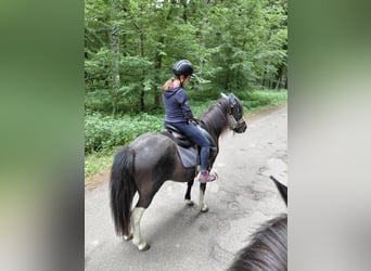 Icelandic Horse, Mare, 15 years, 13,2 hh, Pinto