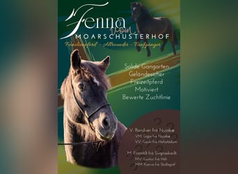 Icelandic Horse, Mare, 15 years, 14 hh, Black