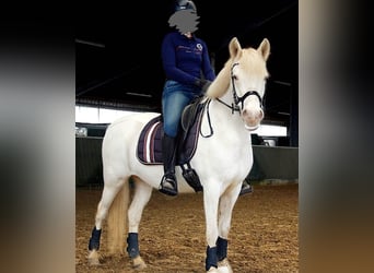 Icelandic Horse, Mare, 15 years, 14 hh, Cremello