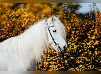 Icelandic Horse, Mare, 15 years, 14 hh, Grey