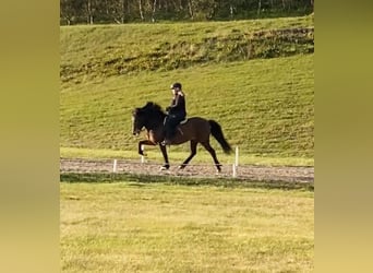 Icelandic Horse, Mare, 15 years, Bay