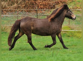 Icelandic Horse, Mare, 15 years, Buckskin