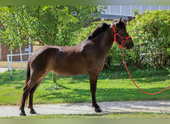 Islandpferd, Stute, 15 Jahre, Schwarzbrauner