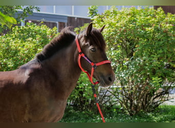 Islandpferd, Stute, 15 Jahre, Schwarzbrauner