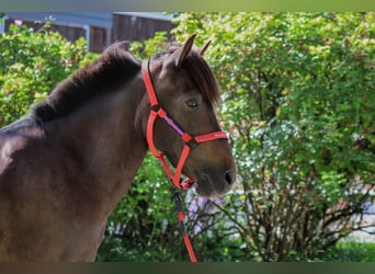 Islandpferd, Stute, 15 Jahre, Schwarzbrauner